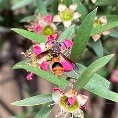 Deuterodiscoelius sp. (genus) (Potter Wasp) at Jerrabomberra, NSW - 5 Dec 2024 by SteveBorkowskis