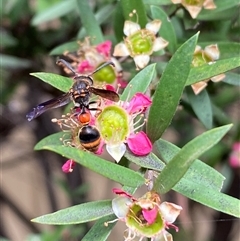 Deuterodiscoelius sp. (genus) at Jerrabomberra, NSW - suppressed