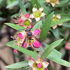 Deuterodiscoelius sp. (genus) at Jerrabomberra, NSW - suppressed