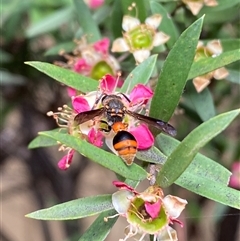 Deuterodiscoelius sp. (genus) at Jerrabomberra, NSW - suppressed