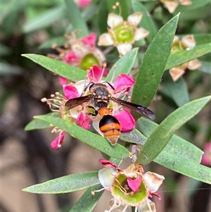 Deuterodiscoelius sp. (genus) at Jerrabomberra, NSW - suppressed