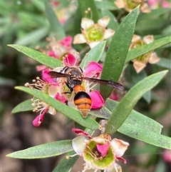 Deuterodiscoelius sp. (genus) at Jerrabomberra, NSW - suppressed