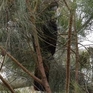 Calyptorhynchus lathami lathami at Hill Top, NSW - suppressed