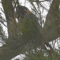 Calyptorhynchus lathami lathami at Hill Top, NSW - 15 Oct 2024