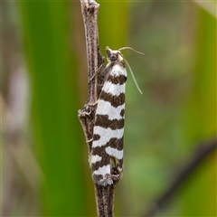 Technitis amoenana (A tortrix or leafroller moth) at Cotter River, ACT - 5 Dec 2024 by DPRees125