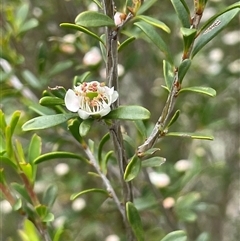 Leptospermum obovatum (River Tea Tree) at Rendezvous Creek, ACT - 4 Dec 2024 by JaneR