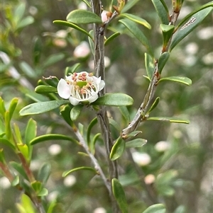 Leptospermum obovatum at Rendezvous Creek, ACT - 4 Dec 2024 01:24 PM