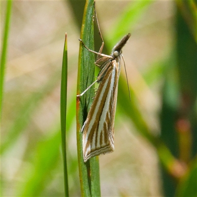 Hednota megalarcha (A Crambid moth) at Cotter River, ACT - 5 Dec 2024 by DPRees125