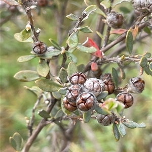 Leptospermum myrtifolium at Rendezvous Creek, ACT - 27 Nov 2024 02:31 PM