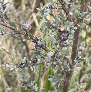 Leptospermum myrtifolium at Rendezvous Creek, ACT - 27 Nov 2024 02:31 PM