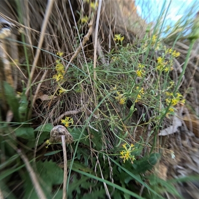 Pimelea curviflora var. sericea (Curved Riceflower) at Bredbo, NSW - 5 Dec 2024 by WhiteRabbit