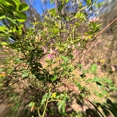 Rubus parvifolius (Native Raspberry) at Bredbo, NSW - 5 Dec 2024 by WhiteRabbit