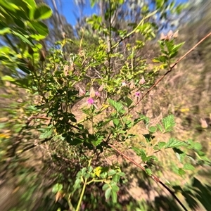 Rubus parvifolius (Native Raspberry) at Bredbo, NSW by WhiteRabbit