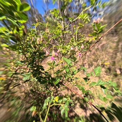 Rubus parvifolius (Native Raspberry) at Bredbo, NSW - 5 Dec 2024 by WhiteRabbit