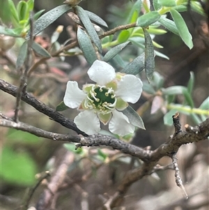 Leptospermum lanigerum at Rendezvous Creek, ACT - 23 Nov 2024 11:35 AM