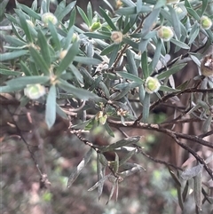 Leptospermum lanigerum at Rendezvous Creek, ACT - 23 Nov 2024 11:35 AM