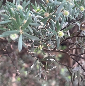 Leptospermum lanigerum at Rendezvous Creek, ACT - 23 Nov 2024 11:35 AM