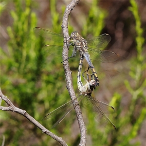 Orthetrum caledonicum at Gundaroo, NSW - 2 Dec 2024