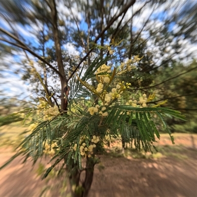 Acacia mearnsii (Black Wattle) at Bredbo, NSW - 5 Dec 2024 by WhiteRabbit