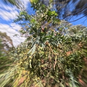 Acacia baileyana (Cootamundra Wattle, Golden Mimosa) at Bredbo, NSW by WhiteRabbit