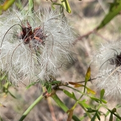 Clematis leptophylla (Small-leaf Clematis, Old Man's Beard) at Macgregor, ACT - 5 Dec 2024 by Jennybach