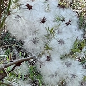 Clematis leptophylla at Macgregor, ACT - 6 Dec 2024 10:35 AM