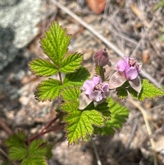 Rubus parvifolius (Native Raspberry) at Rendezvous Creek, ACT - 23 Nov 2024 by JaneR