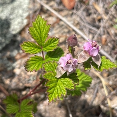 Rubus parvifolius (Native Raspberry) at Rendezvous Creek, ACT - 23 Nov 2024 by JaneR