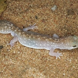 Diplodactylus platyurus at Torrens Creek, QLD - 7 Oct 2022