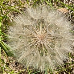 Tragopogon sp. (A Goatsbeard) at Latham, ACT - 6 Dec 2024 by Jennybach