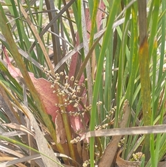 Lomandra multiflora (Many-flowered Matrush) at Rendezvous Creek, ACT - 23 Nov 2024 by JaneR