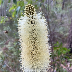 Unidentified Other Wildflower or Herb at Bonny Hills, NSW by pls047