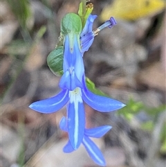 Lobelia sp. at Bonny Hills, NSW - 8 Nov 2024 by pls047