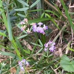 Glycine clandestina by pls047