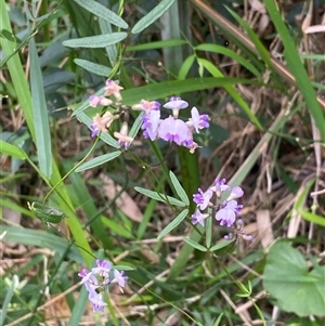 Glycine clandestina at Bonny Hills, NSW by pls047