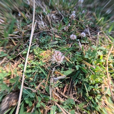 Trifolium repens (White Clover) at Bredbo, NSW - 5 Dec 2024 by WhiteRabbit