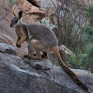 Petrogale xanthopus at Flinders Ranges, SA - 20 Aug 2013