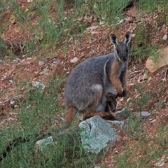 Petrogale xanthopus at Flinders Ranges, SA - suppressed