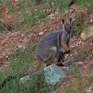 Petrogale xanthopus at Flinders Ranges, SA - 20 Aug 2013