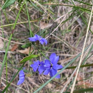 Unidentified Other Wildflower or Herb at Bonny Hills, NSW by pls047