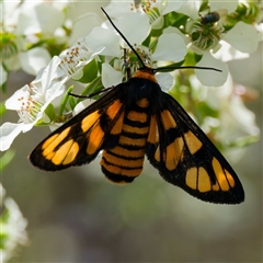 Amata nr aperta (Pale Spotted Tiger Moth) at Kambah, ACT - 5 Dec 2024 by DPRees125