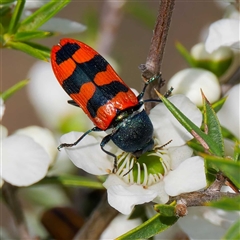 Castiarina crenata (Jewel beetle) at Greenway, ACT - 5 Dec 2024 by DPRees125