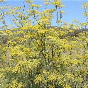 Foeniculum vulgare (Fennel) at Tharwa, ACT by MichaelBedingfield