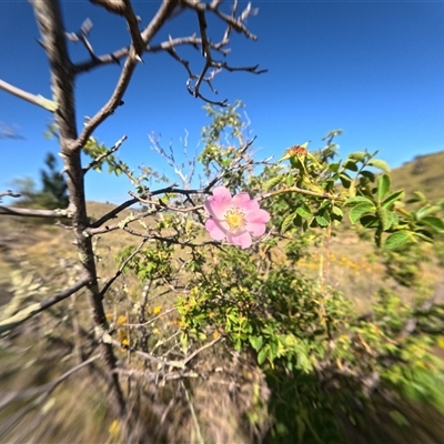 Rosa rubiginosa (Sweet Briar, Eglantine) at Bredbo, NSW - 5 Dec 2024 by WhiteRabbit