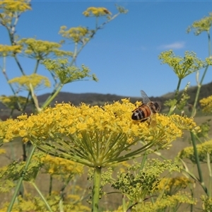 Apis mellifera at Tharwa, ACT - 19 Jan 2024