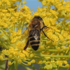 Apis mellifera at Tharwa, ACT - 19 Jan 2024