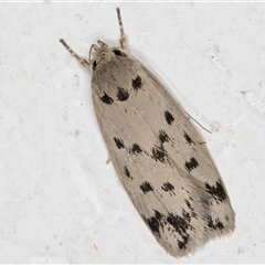 Ericibdela delotis (A Concealer moth (Wingia group)) at Melba, ACT - 3 Dec 2024 by kasiaaus