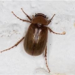 Unidentified Scarab beetle (Scarabaeidae) at Melba, ACT - 3 Dec 2024 by kasiaaus