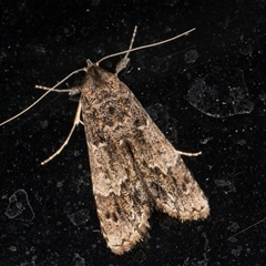Arrade destituta at Melba, ACT - 3 Dec 2024 11:17 PM