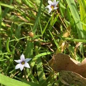 Sisyrinchium rosulatum (Scourweed) at Yarralumla, ACT by SilkeSma